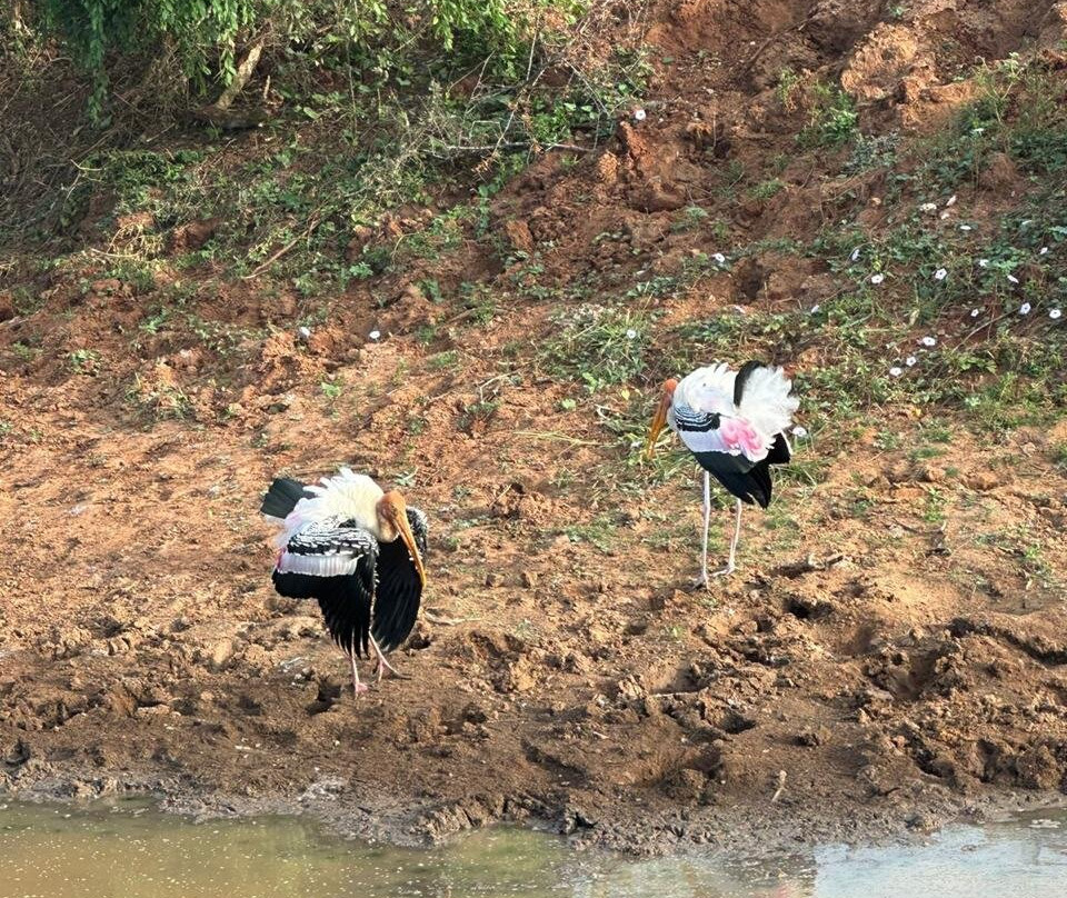 Yala Safari Tours景点图片