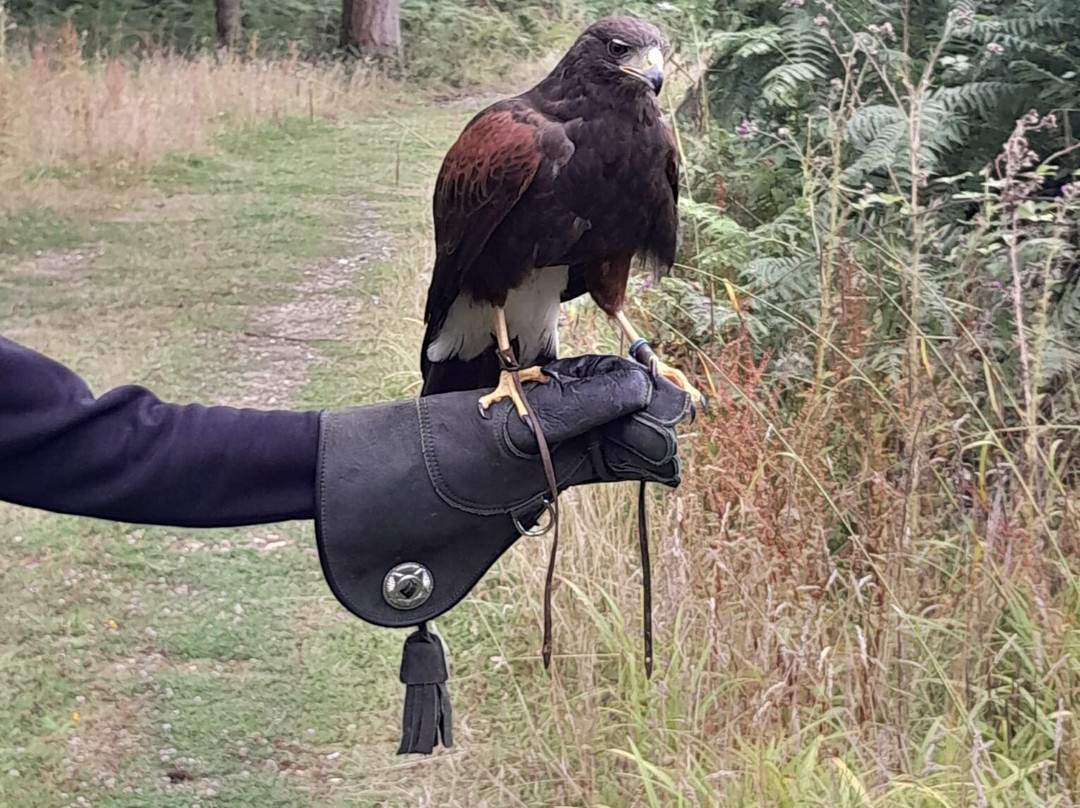 Hampshire Hawk Walks景点图片