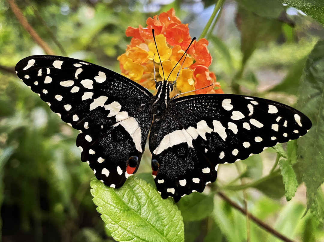 Butterfly Paradise:"Papiliorama"-Havelte必去景点