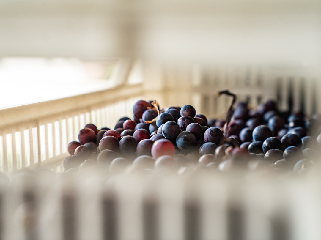 Le Guaite Di Noemi Winery景点图片