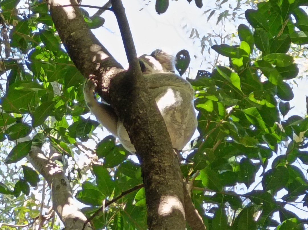 Magnetic Island Tours-Nelly Bay必去景点