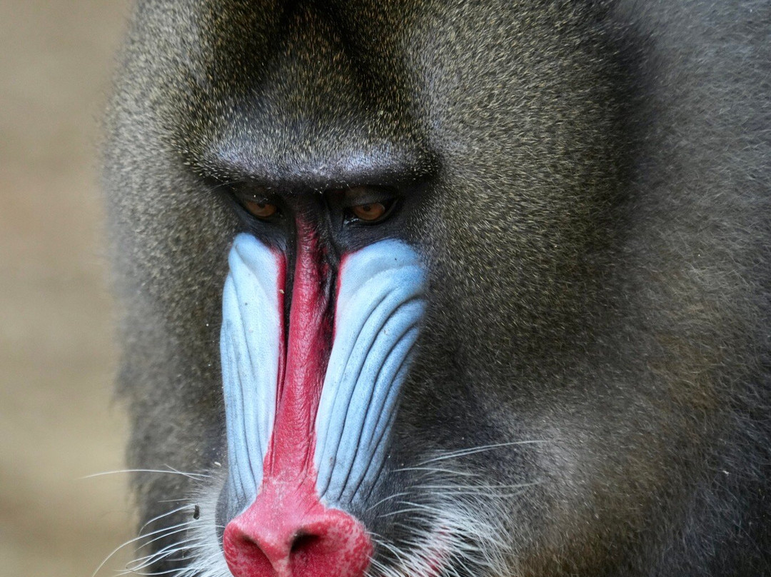 Parc De La Lekedi-Moanda必去景点