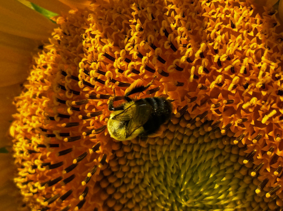 Sussex County Sunflower Maze景点图片