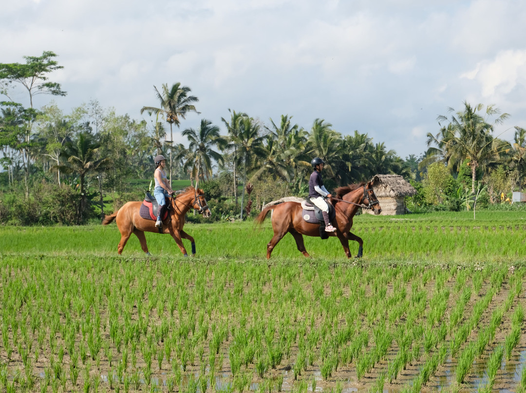 Ubud Horse Stables-德格拉朗必去景点