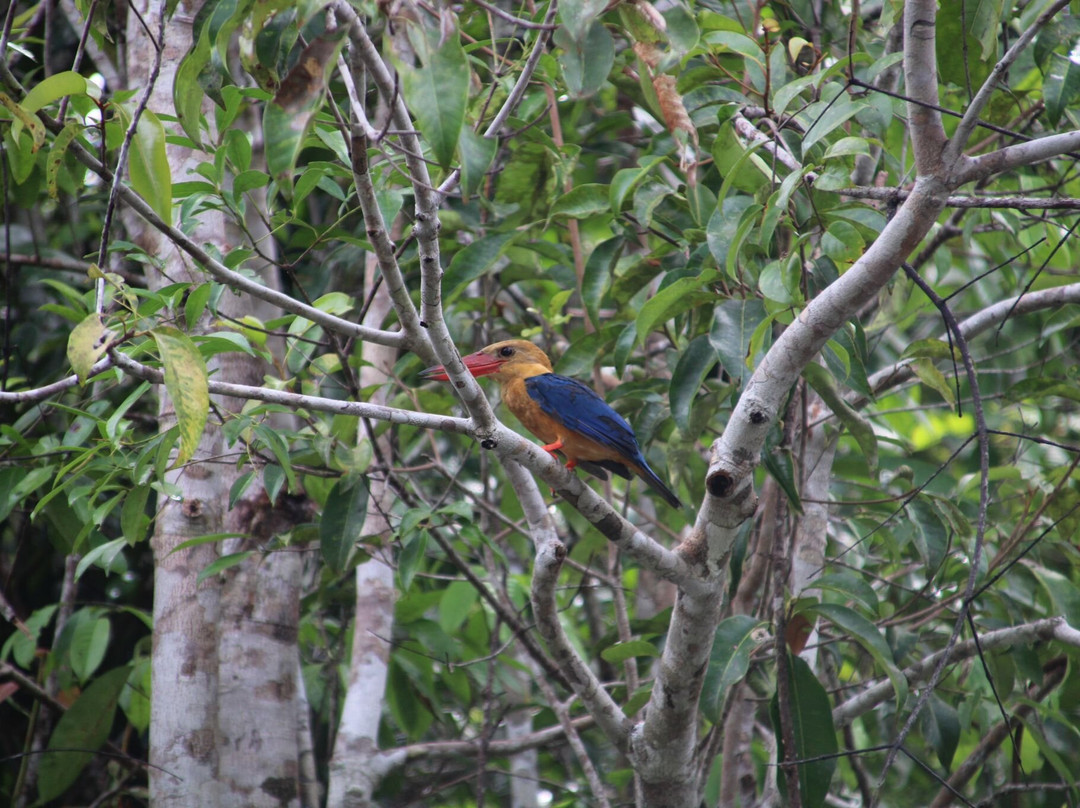 Wahyu Tanjung Puting Tour and Trip-Pangkalan Bun必去景点