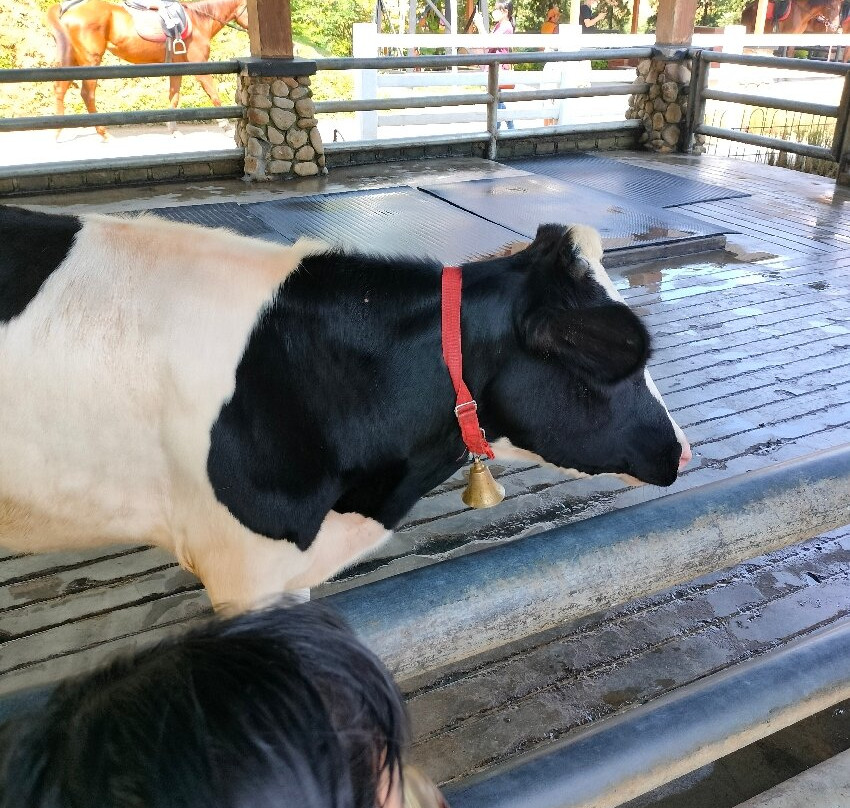 Cimory Dairyland Puncak-Cipayung Girang必去景点