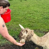 Timbuktu Alpaca & Agri-tourism Farm景点图片