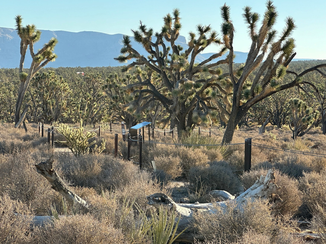 Wild West Helicopters-Meadview必去景点