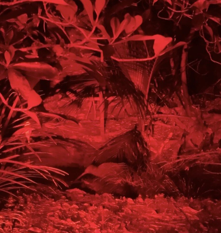 Kiwiness Tours-马塔卡纳小镇必去景点