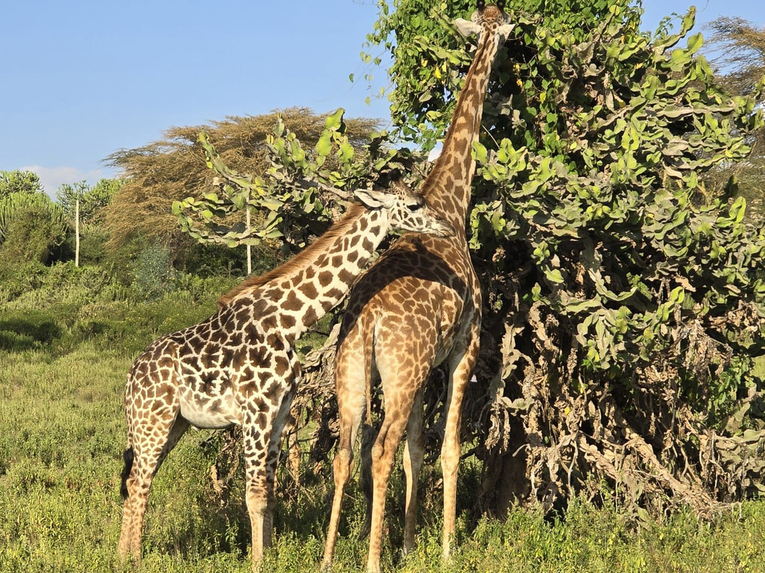 Perfect Safaris Africa-内罗毕必去景点