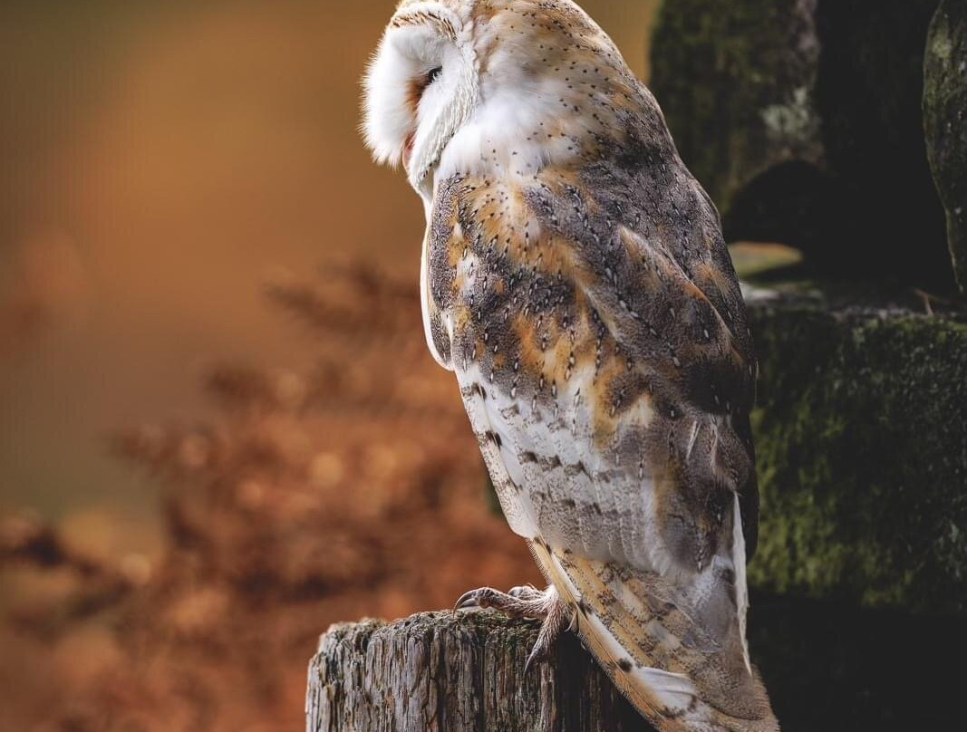 Swinton Park Birds of Prey景点图片