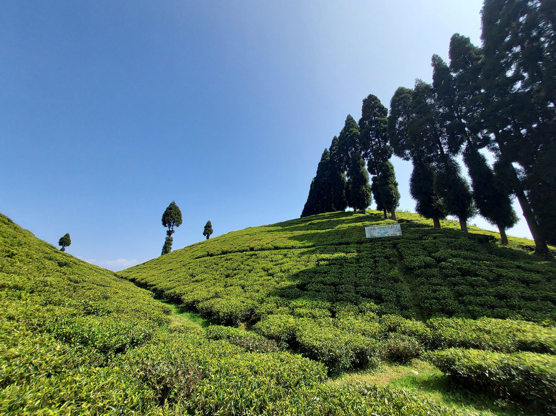 Darjeeling Treks and Tours景点图片