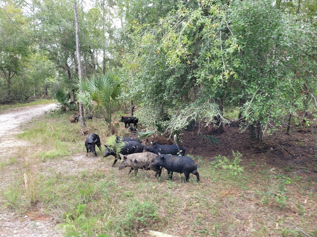 Babcock Ranch Preserve-蓬塔戈尔达必去景点