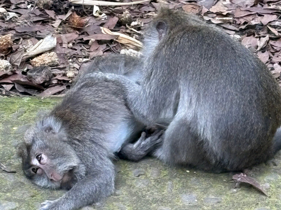 Wayan Bali Driver-登巴萨必去景点