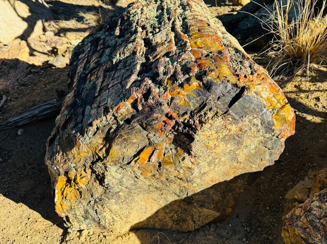 Escalante Petrified Forest State Park景点图片