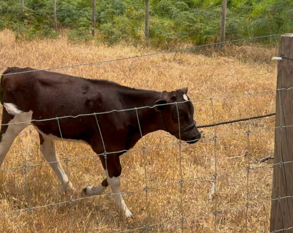 Scoops Farm景点图片