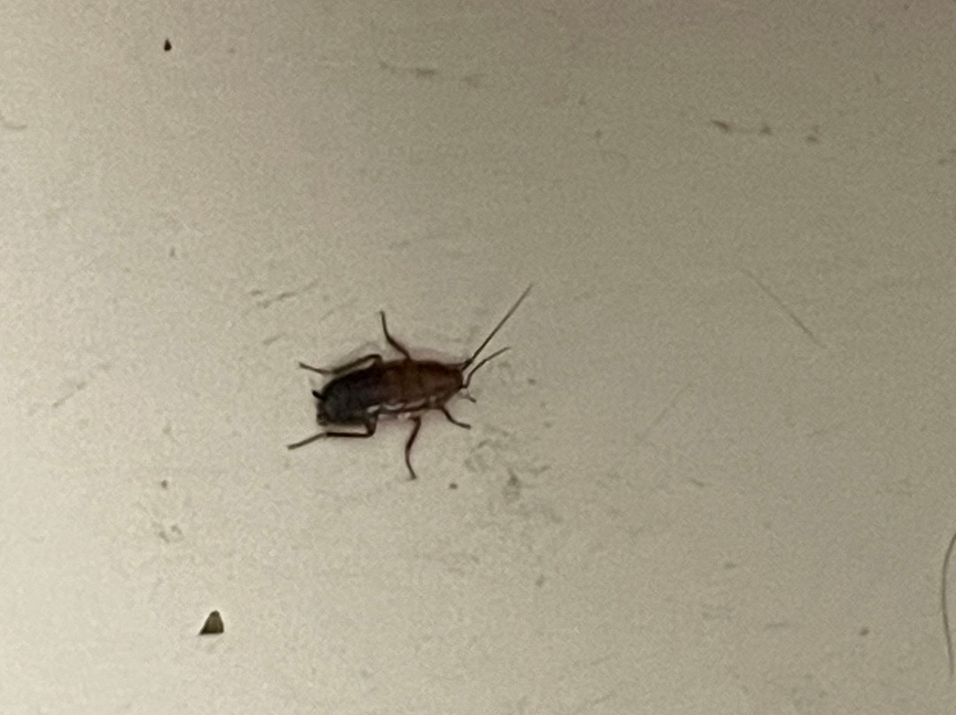 哈里森堡麦克罗特客栈&套房酒店主图