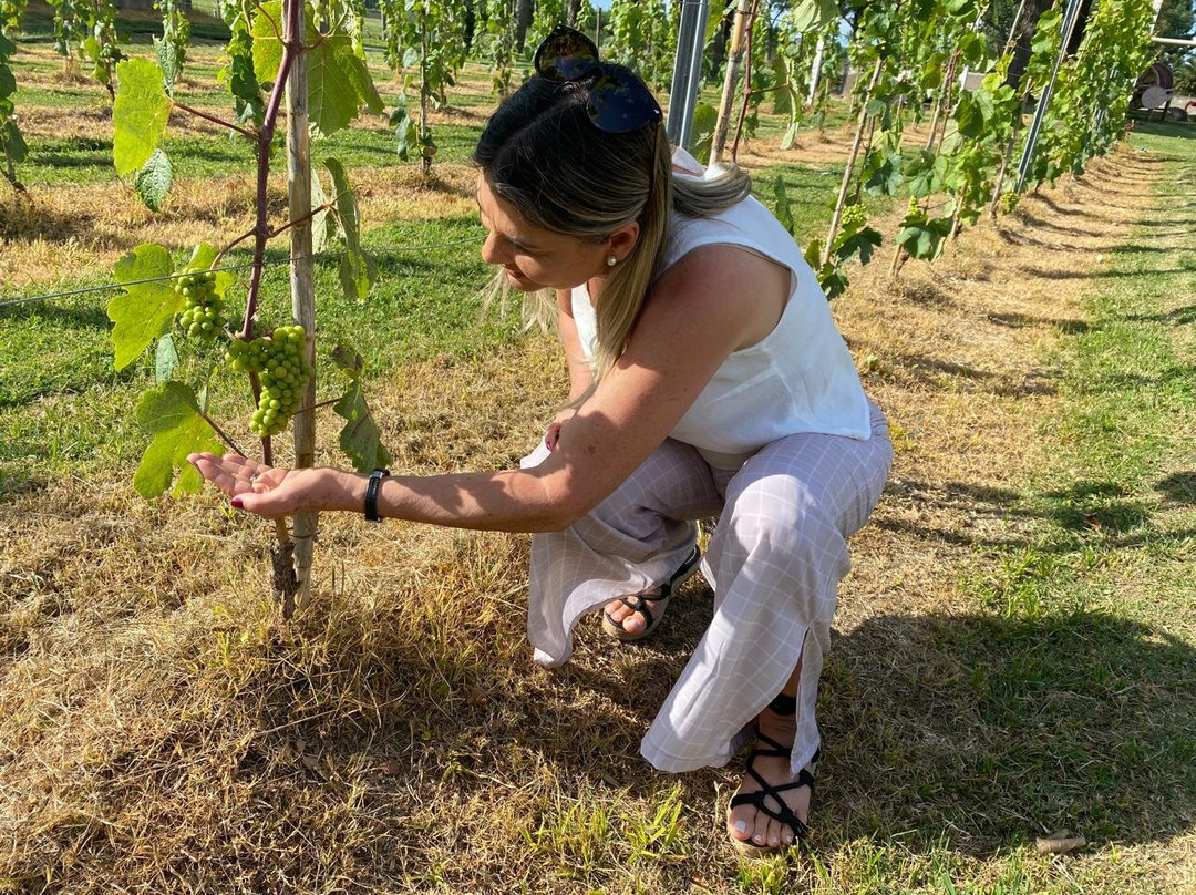 Bodega Santa Rosa-蒙得维的亚必去景点