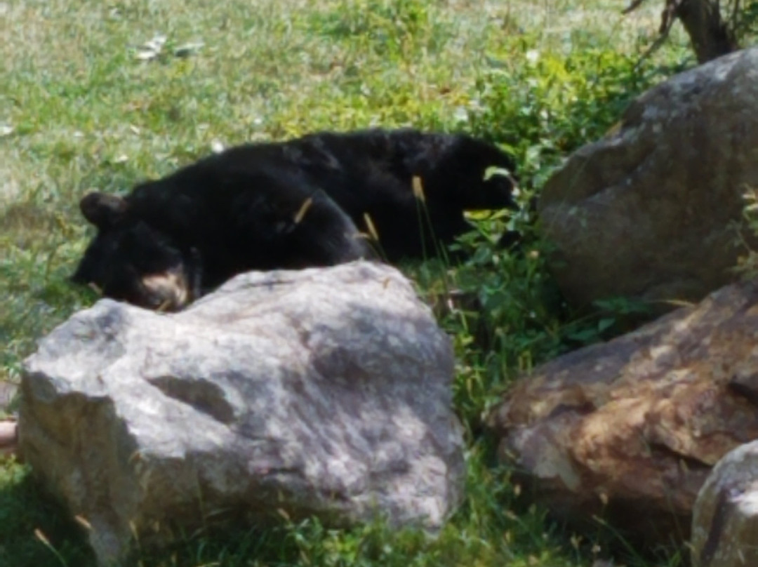 Maine Wildlife Park景点图片