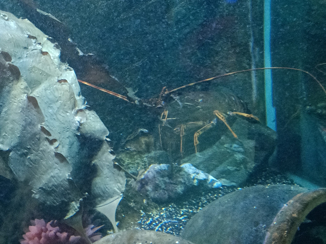 Sealife Adventure景点图片