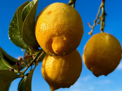 乡村别墅庄园住宿加早餐旅馆主图