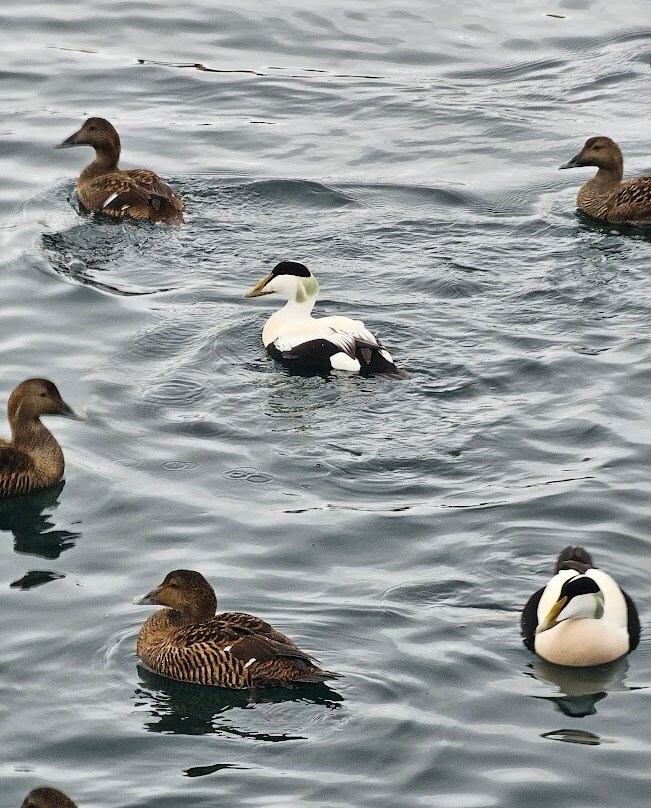 Voxey Trips-Djupivogur必去景点