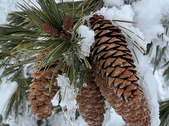 Leavenworth Snowmobile Rentals-莱文沃思必去景点