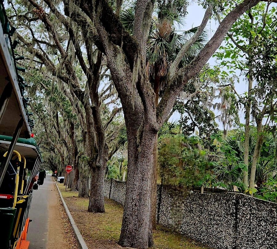 The Old Senator Tree-圣奥古斯丁必去景点