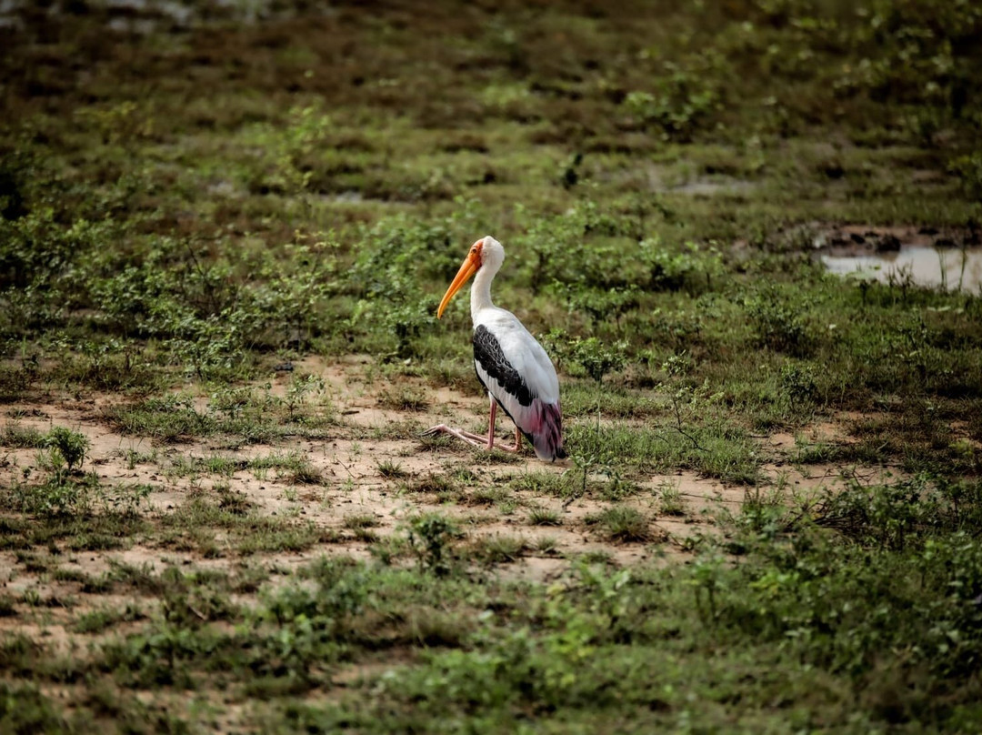 Ceylon Safari Tours景点图片