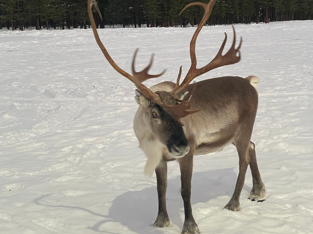 Inari Reindeer Farm-伊纳里必去景点