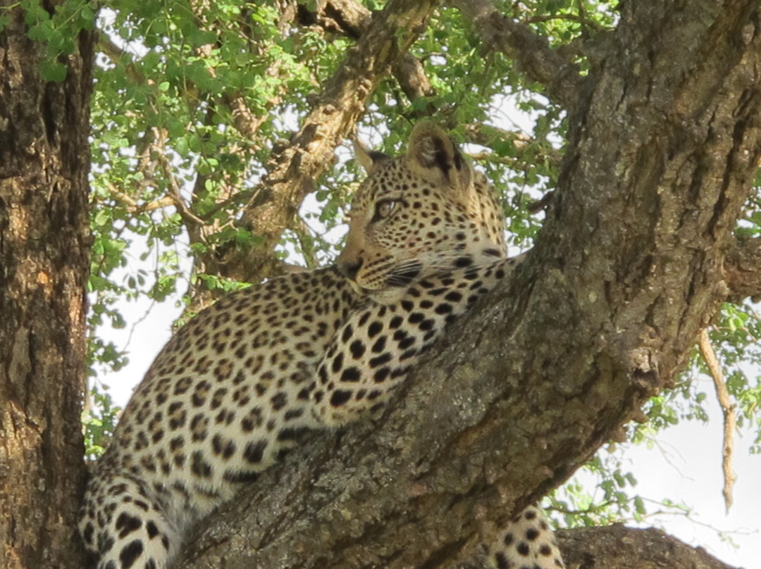 All Out Safaris-马里兰必去景点