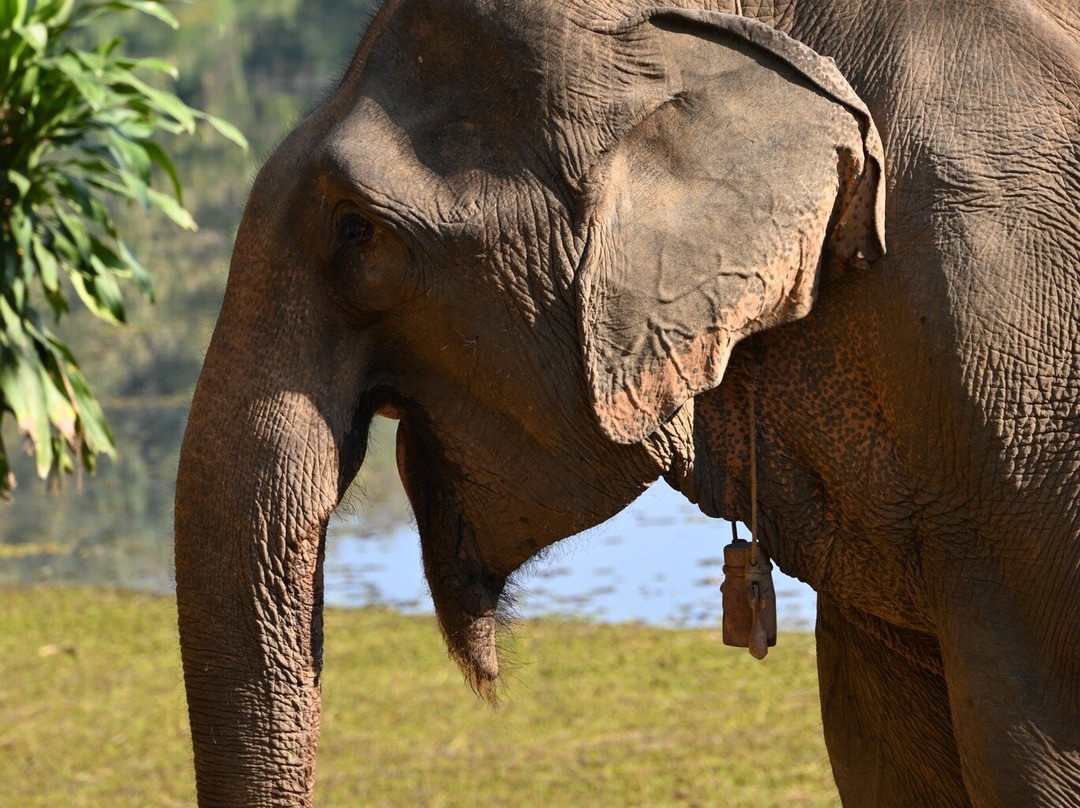 Elephant Conservation Center景点图片