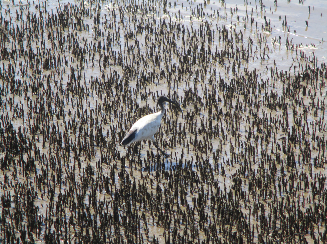 Osprey Environmental Centre Brisbane景点图片