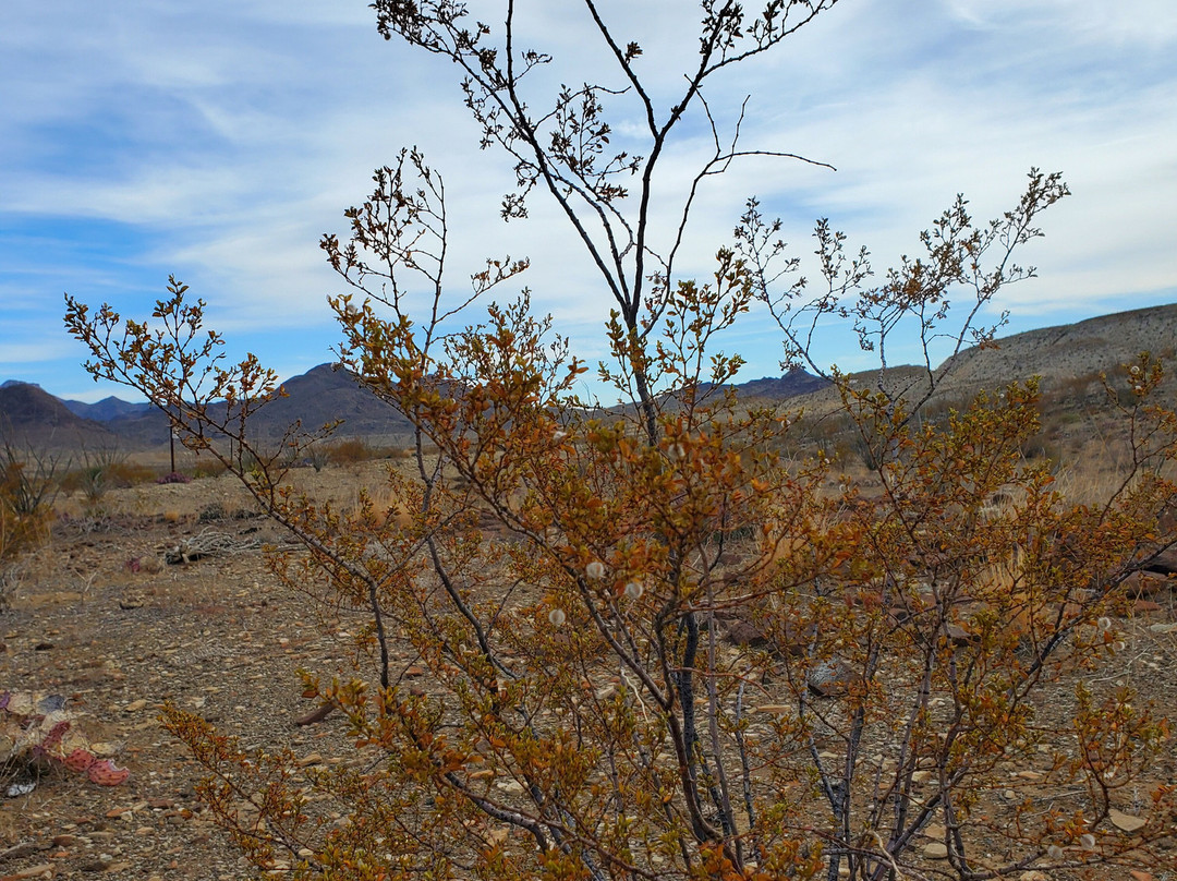 Longhorn Ranch Motel主图