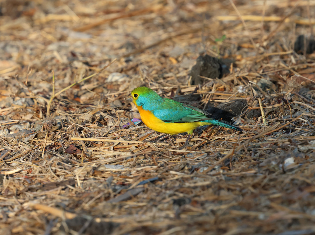 Amar Aves: Birdwatching and Mayan culture-图伦必去景点