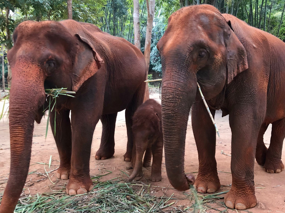 Kerchor Elephant Eco Park景点图片