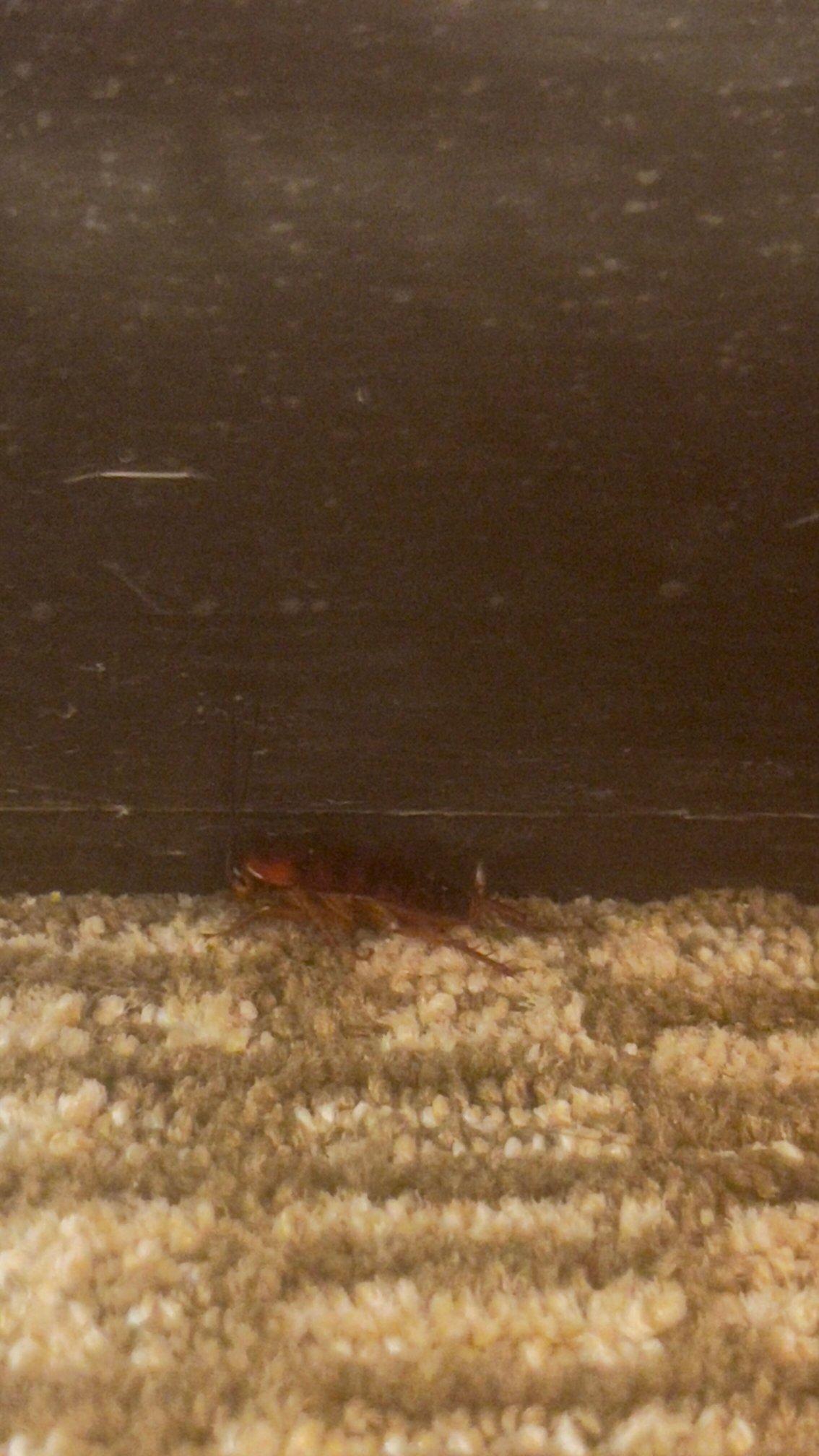 Comfort Inn Greensboro - Kernersville-官方