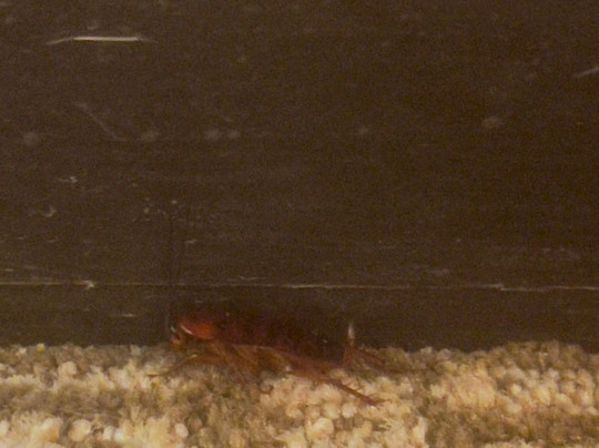 Comfort Inn Greensboro - Kernersville主图