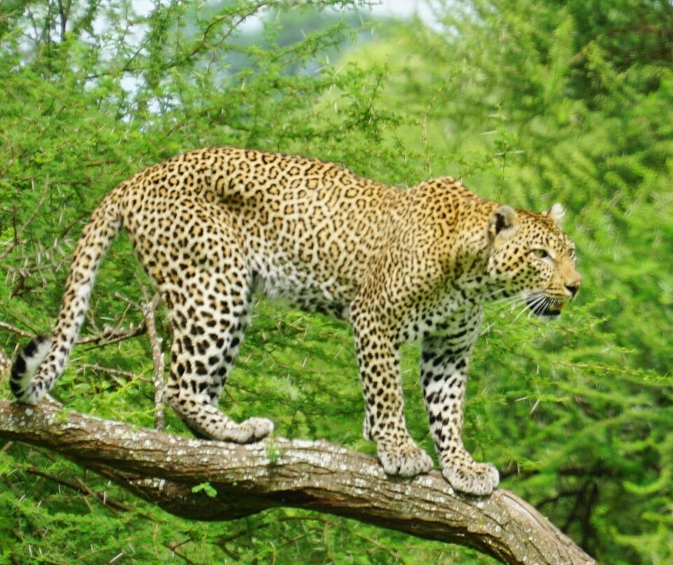 Wild Root Safaris and Adventures-阿鲁沙必去景点