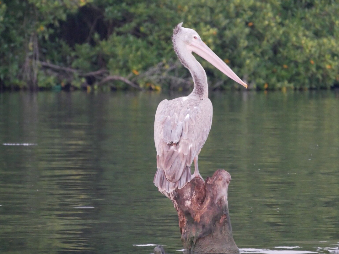 Negombo Lagoon-尼甘布必去景点