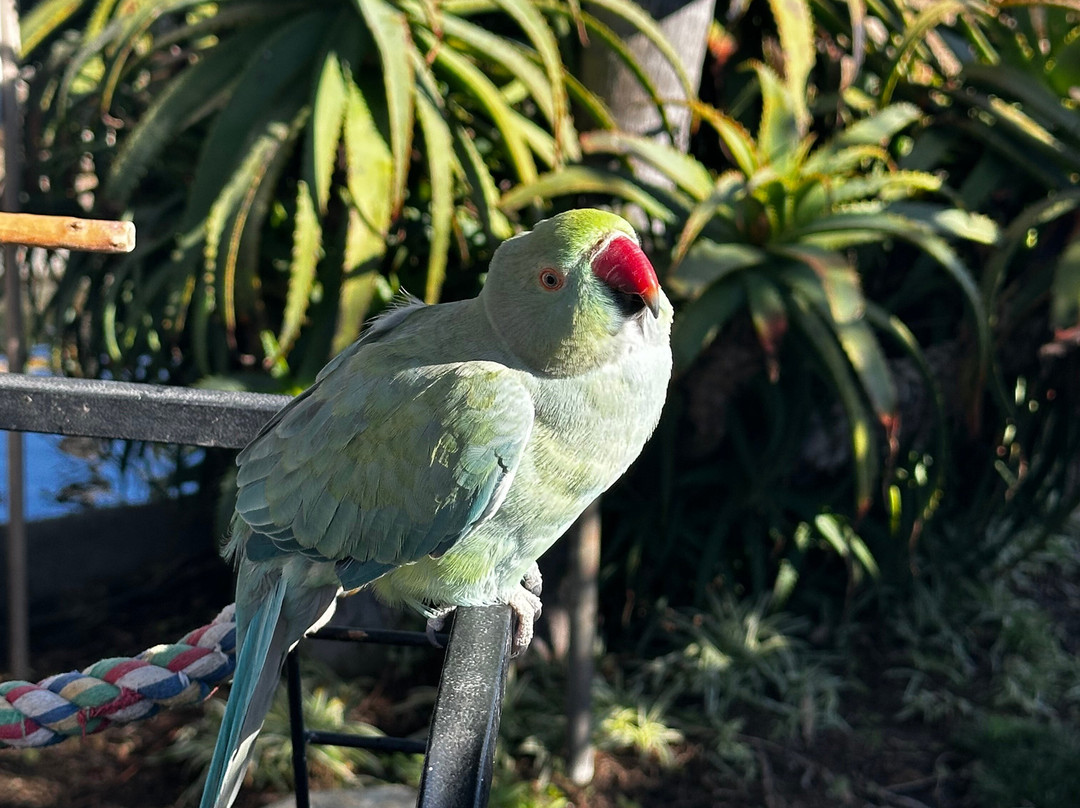 Free Flight-德尔马必去景点