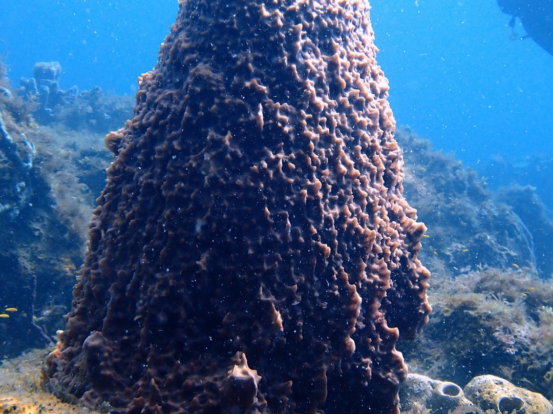 Deep Turtle Plongee-Les Anses d'Arlet必去景点