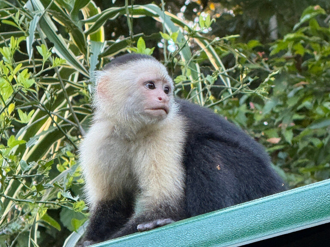 Tranquilo Bay Eco Adventure Lodge主图