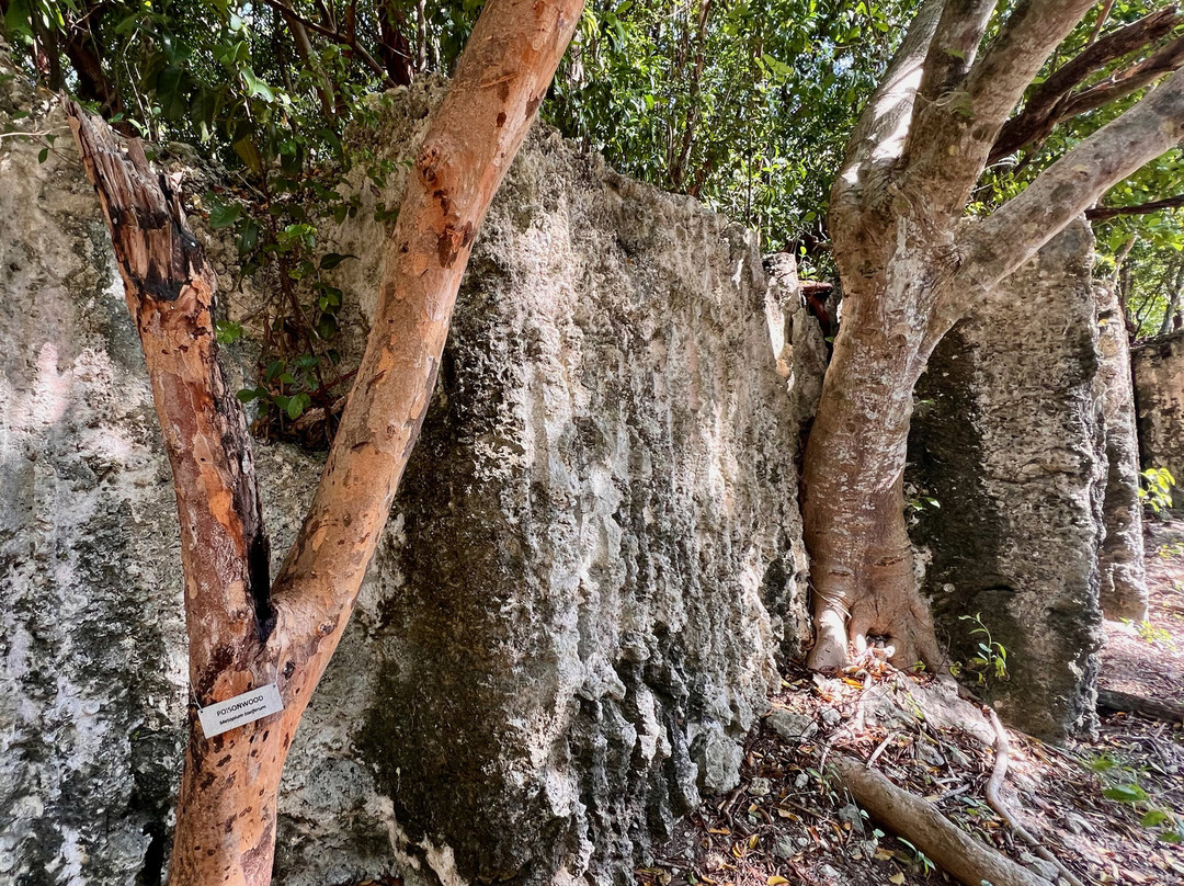 Windley Key Fossil Reef Geological State Park景点图片