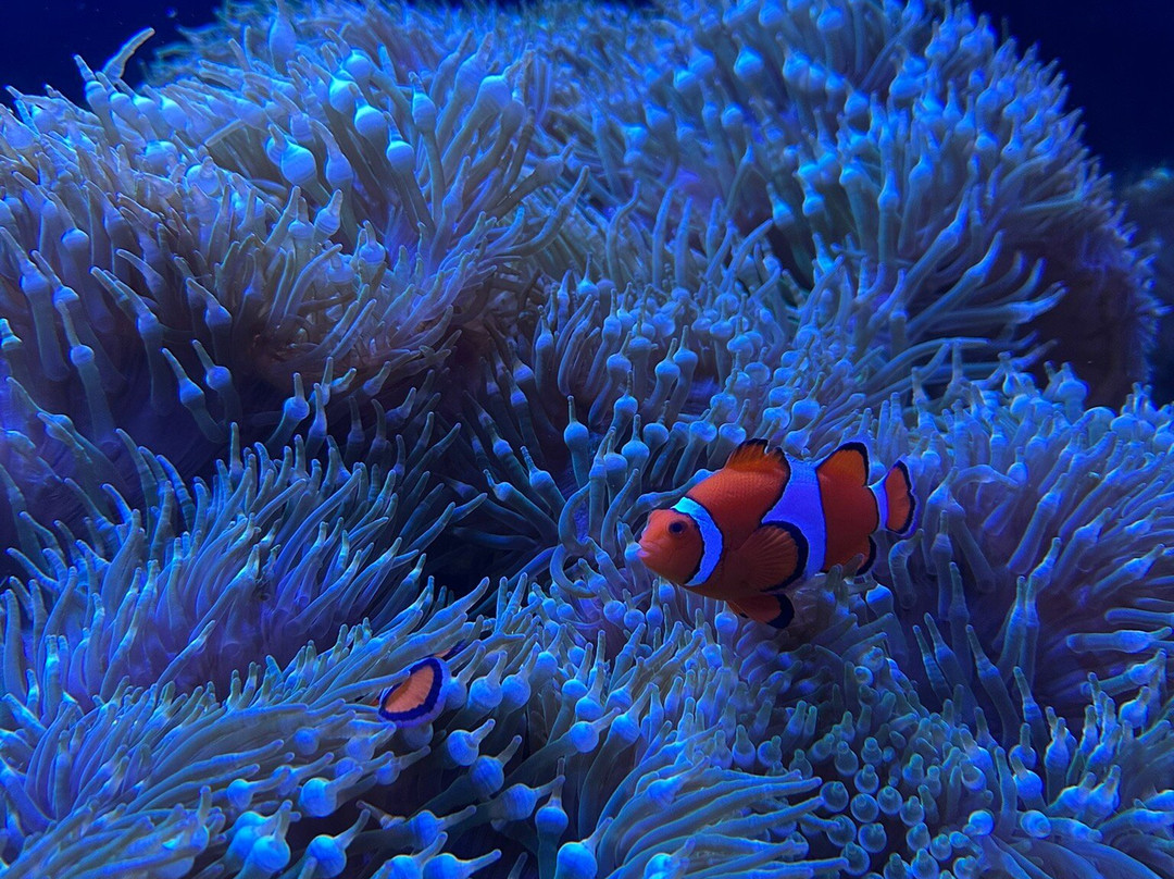 Akron Zoo-阿克伦必去景点