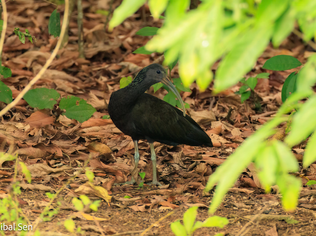REGUA - Reserva Ecológica de Guapiaçu景点图片