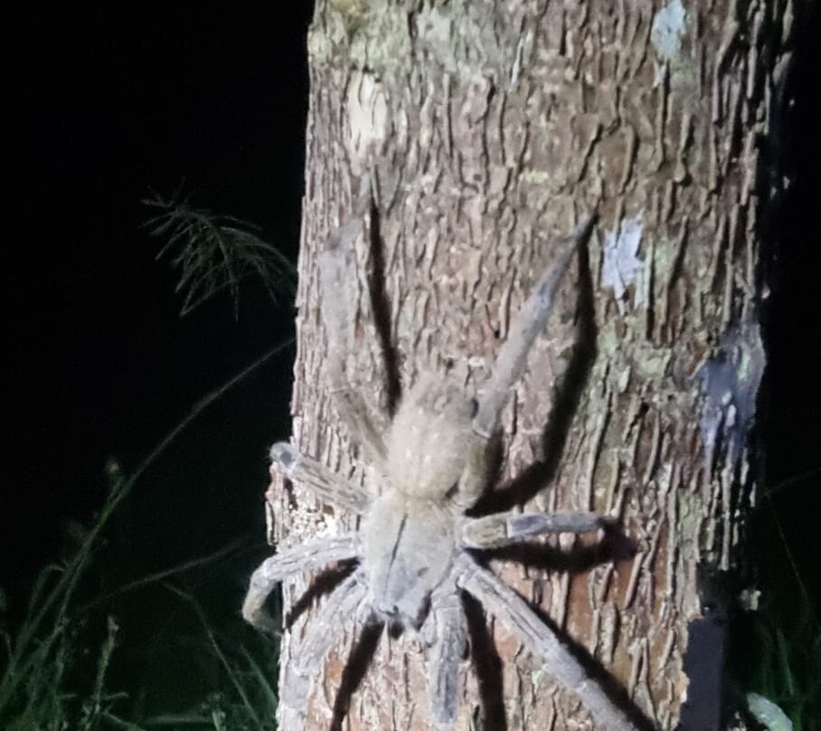Tarantulas Way景点图片