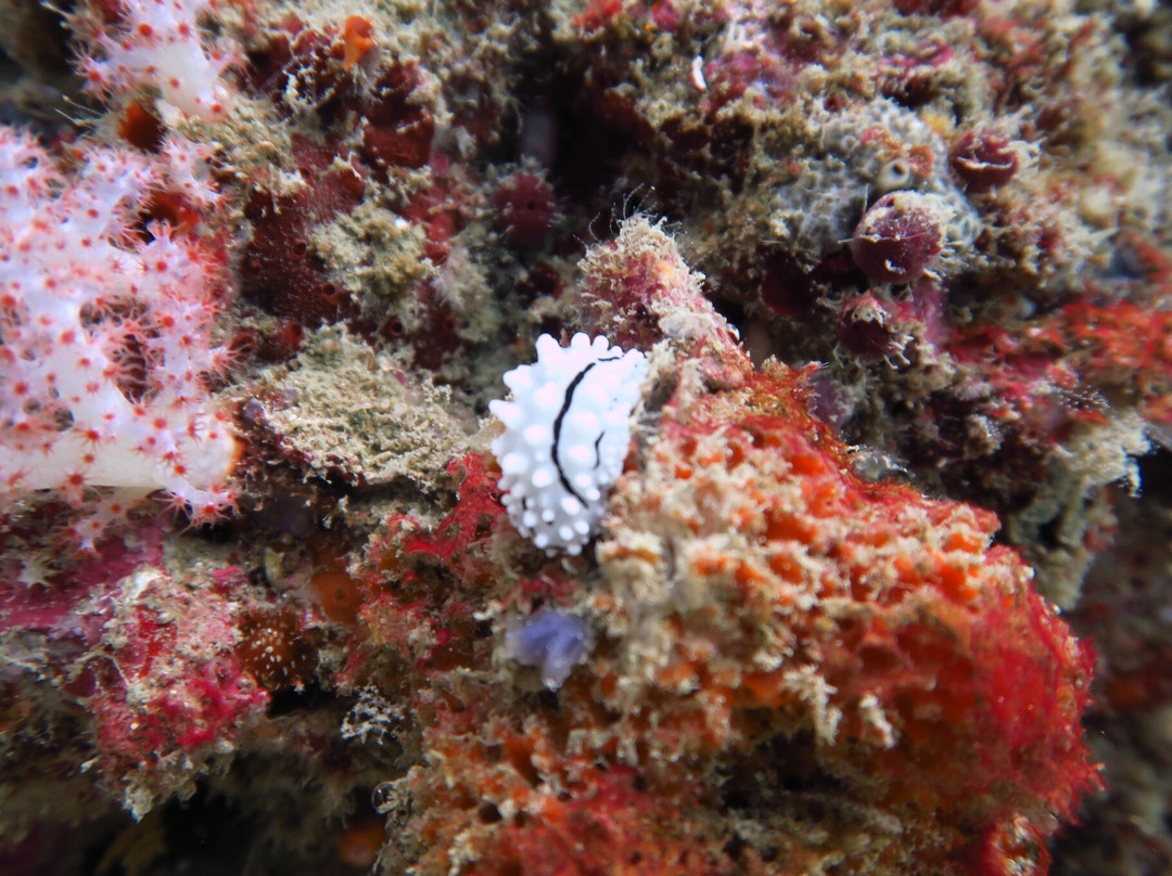 Infinity Divers-普吉岛必去景点