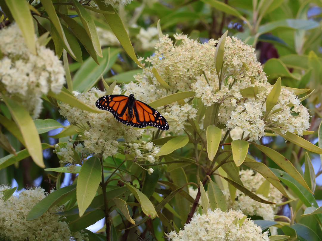 Te Henui Cemetery-新普利默斯必去景点