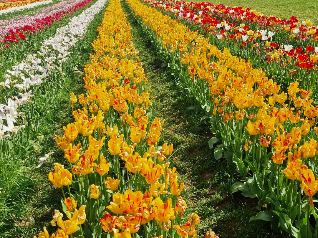 Tulleys Tulip Fields - Hertfordshire景点图片